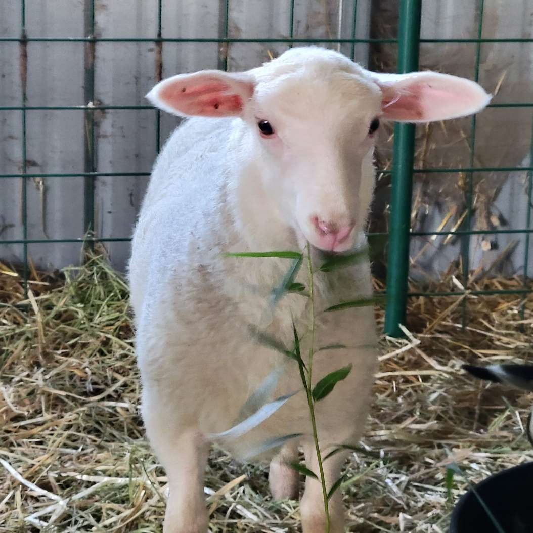 Our lamb Mary eating a sprig of willow